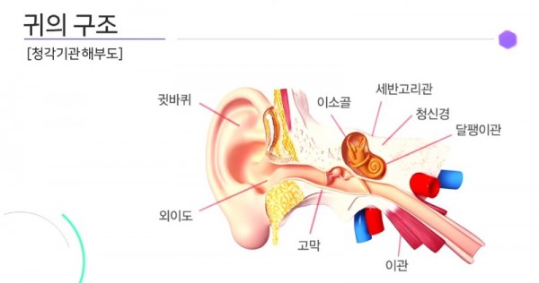 1-귀의 구조는 3단계 외이,중이,내이.jpg